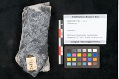 Foto (Objekt + Etikett) von Calamites sp.  (NHMW-GEO-2024-0188-11182)